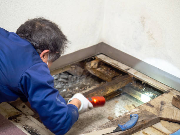 Mold Removal Process in Omao, HI