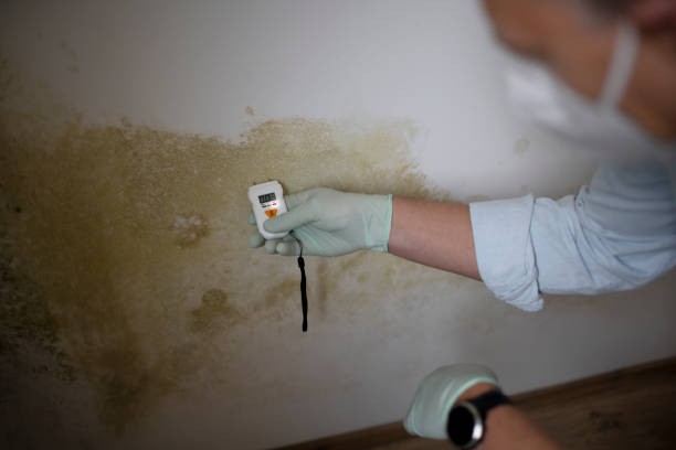 Best Certified Mold Removal  in Omao, HI