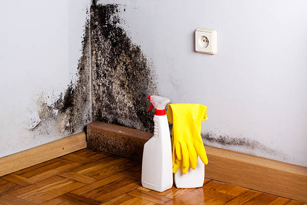 Best Mold Removal Specialists  in Omao, HI
